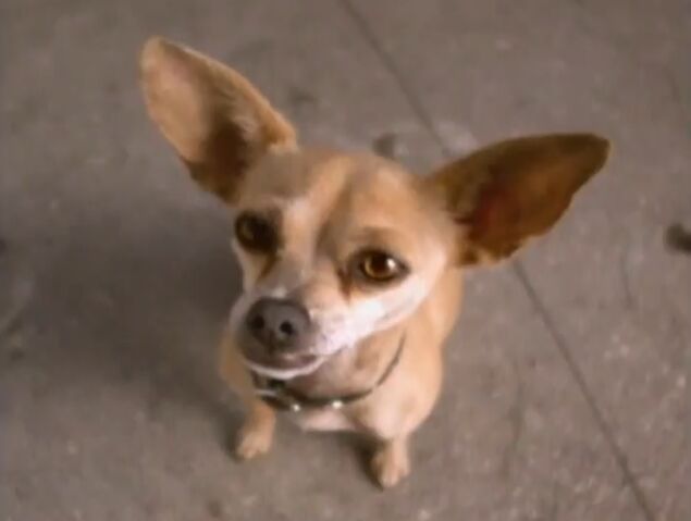 File:Taco Bell Dog.jpg