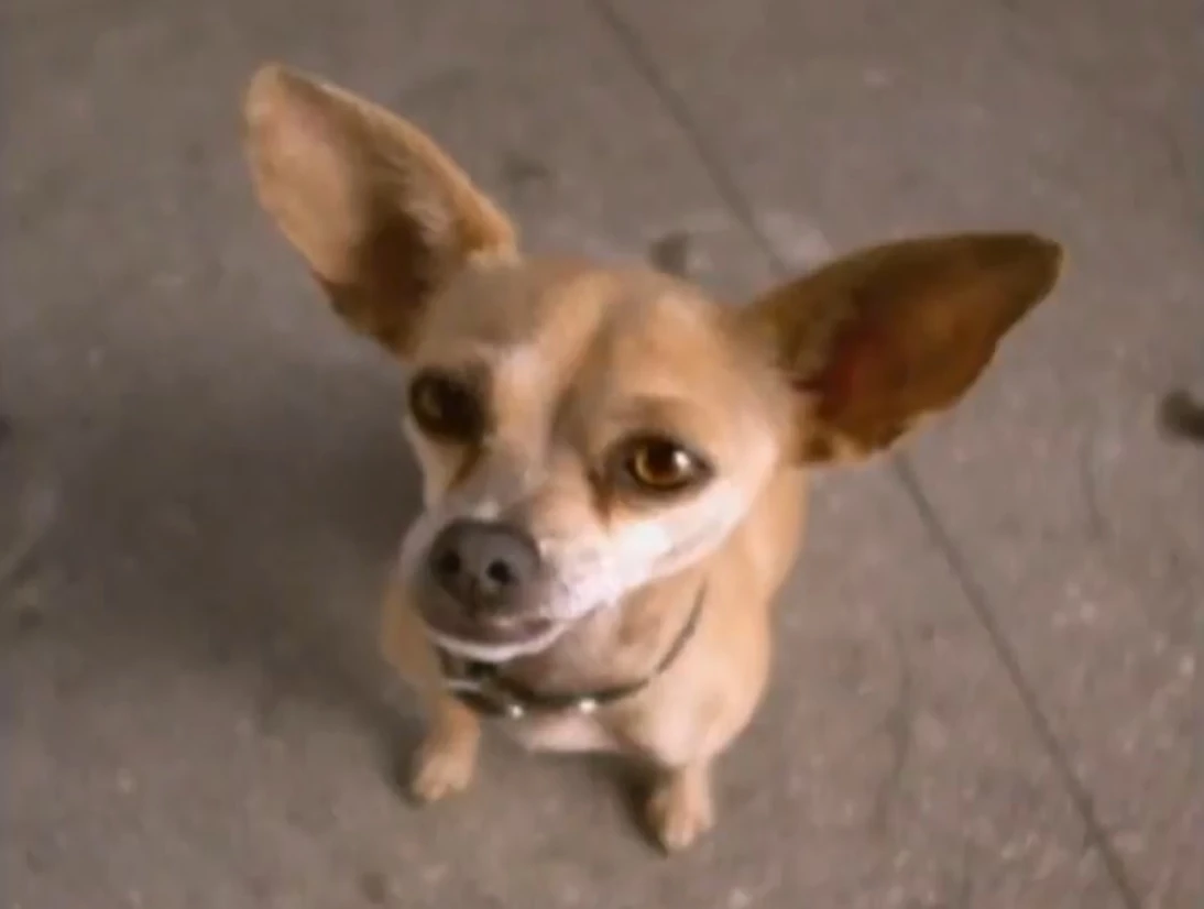Taco Bell Chihuahua | Taco Bell Wiki | FANDOM powered by Wikia