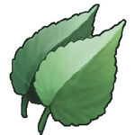 Sage