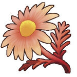Red Chamomile