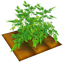 檔案:番茄田.png