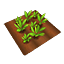 檔案:紅蘿蔔田.png