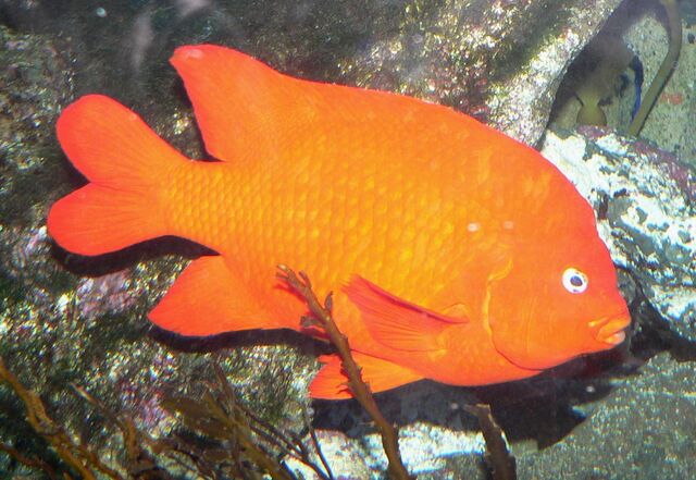 File:Garibaldi.jpg