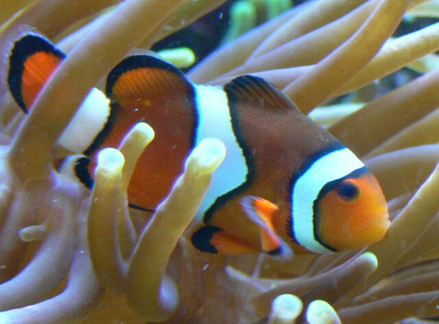 File:OrangeClownfish.jpg