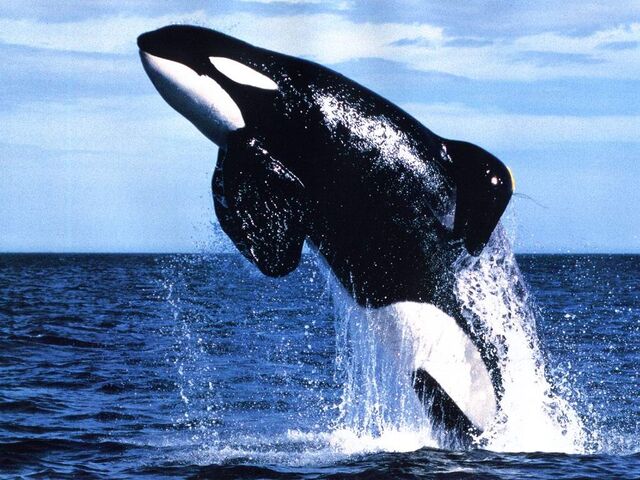 File:KillerWhale.jpg