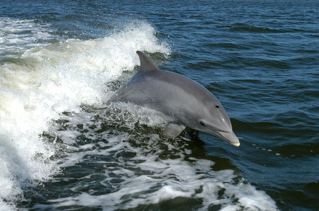 File:BottlenoseDolphin.jpg