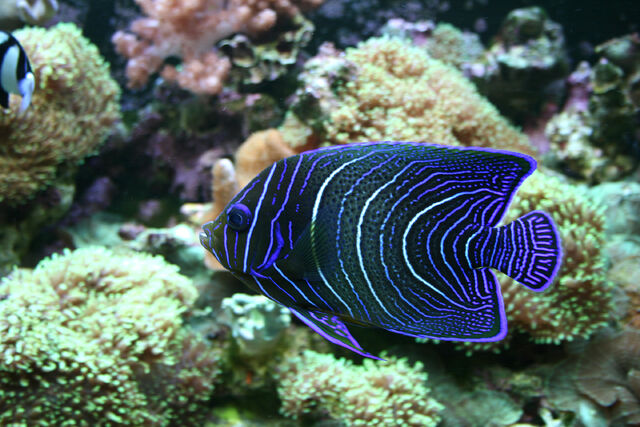 File:KoranAngelfish.jpg