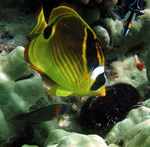File:RaccoonButterfly.jpg