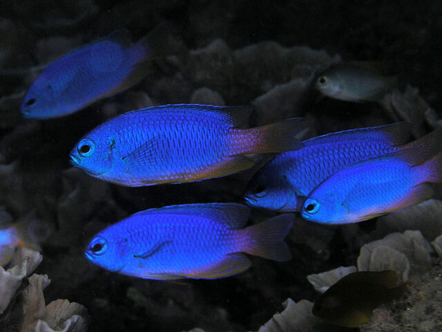 File:Neondamselfish.jpg