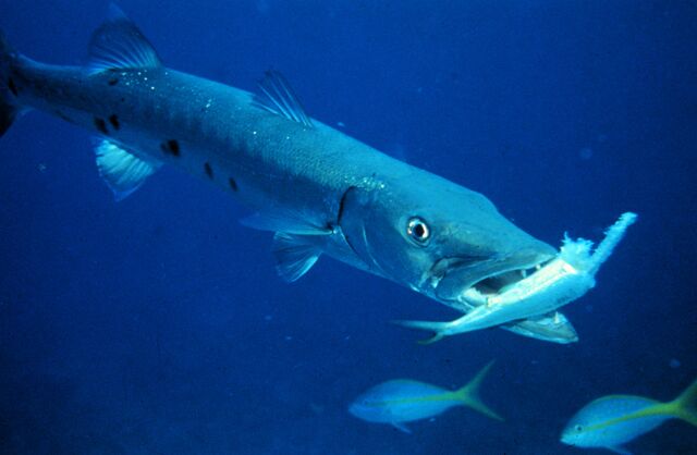 File:BlueBarracuda.jpg