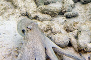 Common octopus Octopus vulgaris