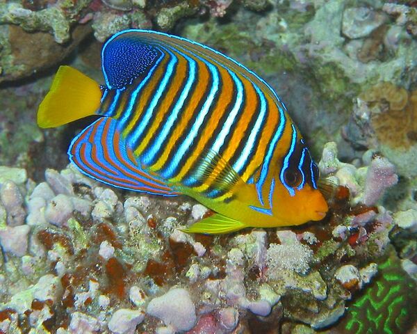 File:RoyalAngelfish.jpg