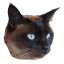 Craftitude ingredient cat