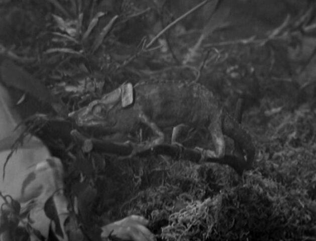 File:Chameleon.jpg