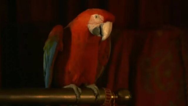 File:Captain Parrot.jpg