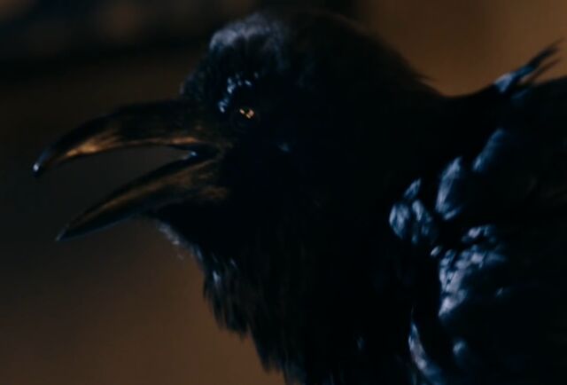 File:Quantum Shade raven.jpg