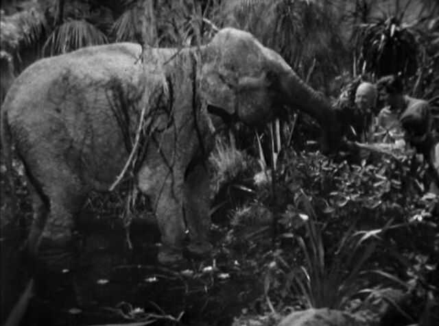 File:Elephant.jpg