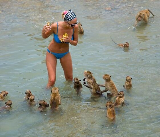 File:Sea Monkeys Attack.jpg