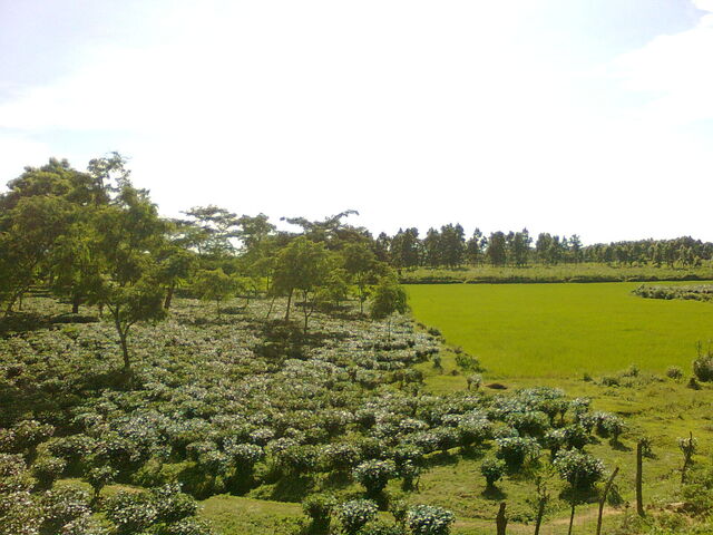 File:Landscape of Goalpara District of Assam 3012.jpg