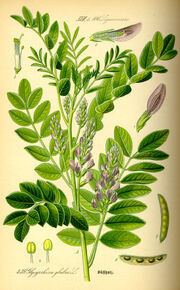 Illustration Glycyrrhiza glabra0