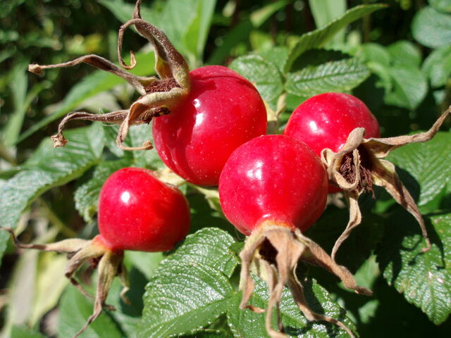 File:Rose hips.jpg