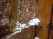 MortarFungus 4