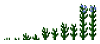 Flax Plants Growth