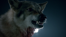 Wolf-growling-Teen-Wolf-Season-6-Episode-11-Said-the-Spider-to-the-Fly