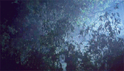 Kalimri0oqvqP01r2uy8qo6 250.gif