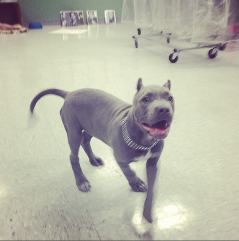 File:Teen Wolf Wikia Behind the Scenes Puppies on Set 1.png
