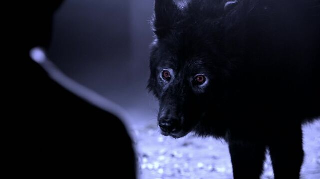 Datei:Kompletter Wolf.jpg