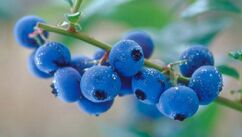 Blueberry