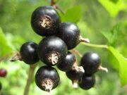 800px-Schwarze Johannisbeeren Makro