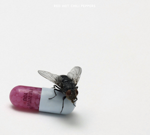 RHCP I'm With You Cover