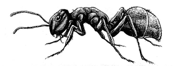 Image - Blast Ant.png | Terra Formars Wiki | Fandom powered by Wikia