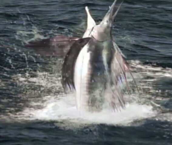 File:Swordfishproof1.jpg