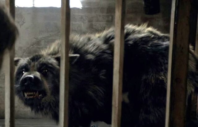 File:Wolf.jpg