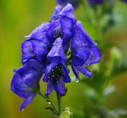 Wolfsbane