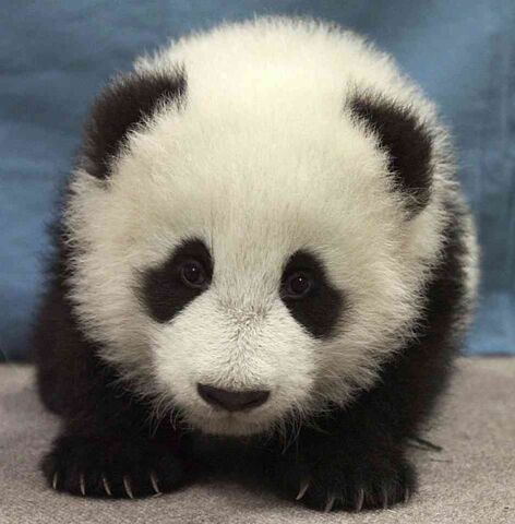 File:Cutepanda.jpg