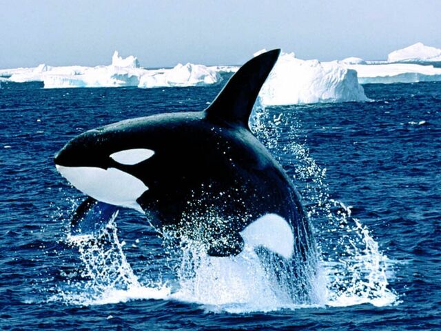 File:Emerging Killer Whale.jpg