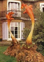Triffids