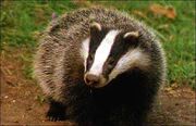 Badger