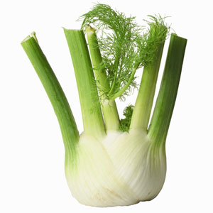 Fennel-bulb