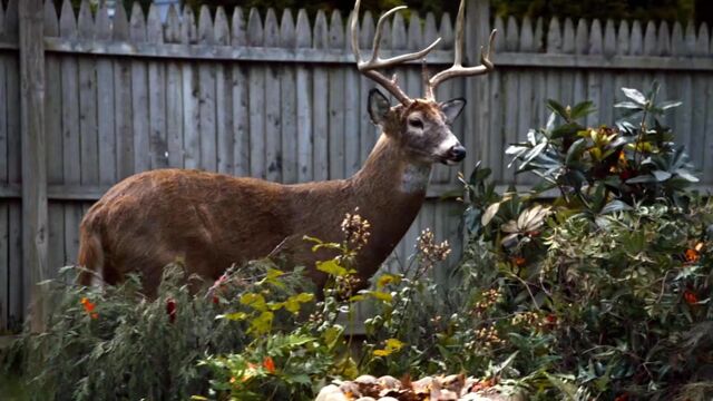 File:1x01 DeerInBackyard.jpg