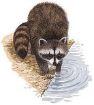 Raccoon