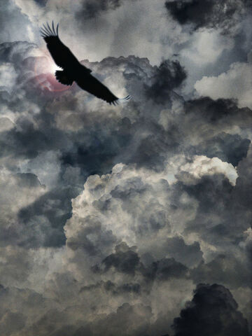 File:Vulture 1.jpg