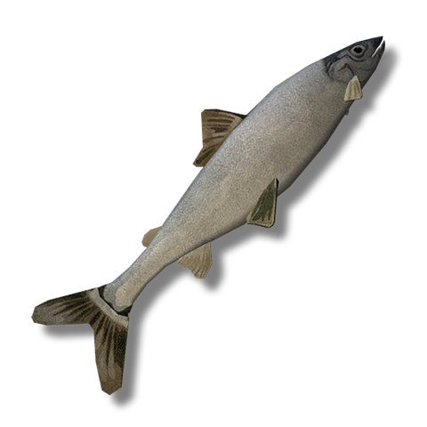 Файл:Herringwhitefish.png