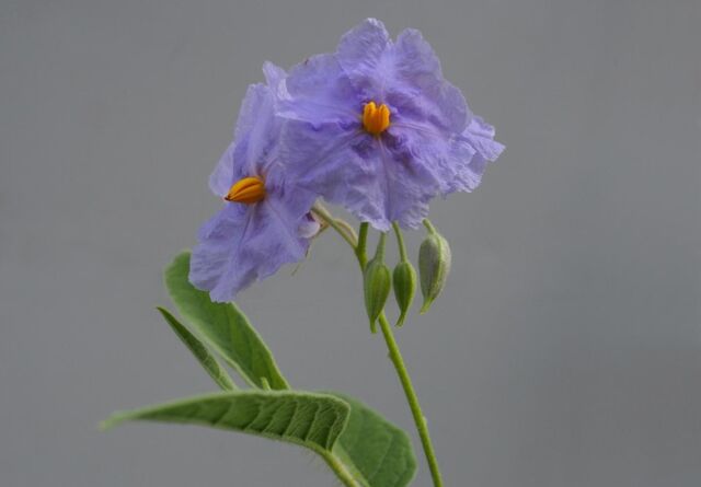 File:Solanum Watneyi 1.jpg