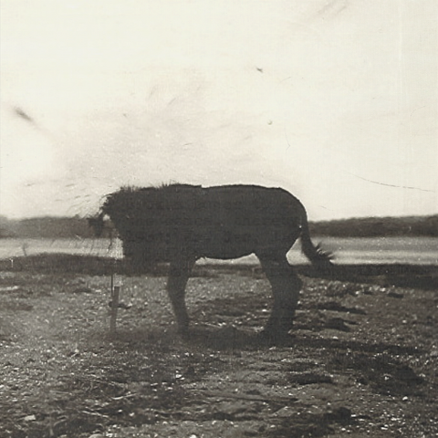 File:Deadmule.png