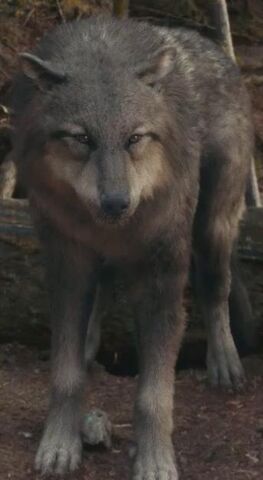 File:Jordy Wolf Form.jpg